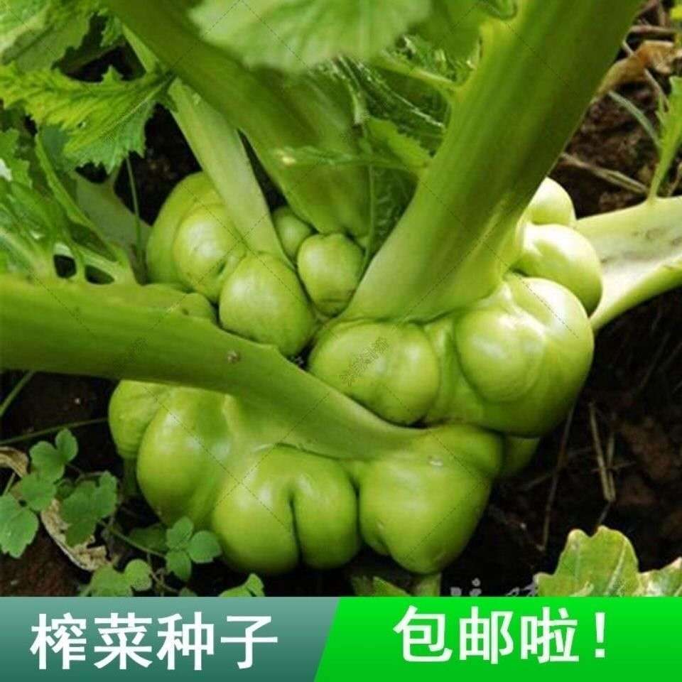 特大榨菜种子涪陵榨菜叶用茎用芥菜种子疙瘩菜耐寒耐抽薹蔬菜种子