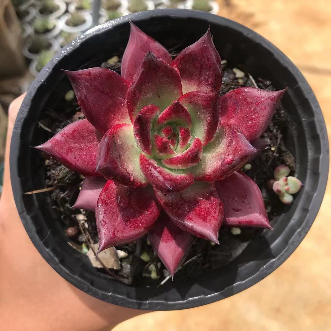 罗卡多肉植物罕见盆栽稀有品种桌面防辐射绿植云南新款多肉老桩