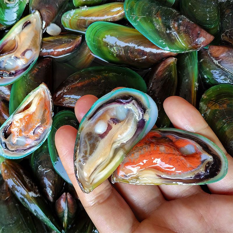 福建海鲜鲜活青口贝新鲜大海虹野生淡菜贻贝大青口贝海鲜贝类烧烤