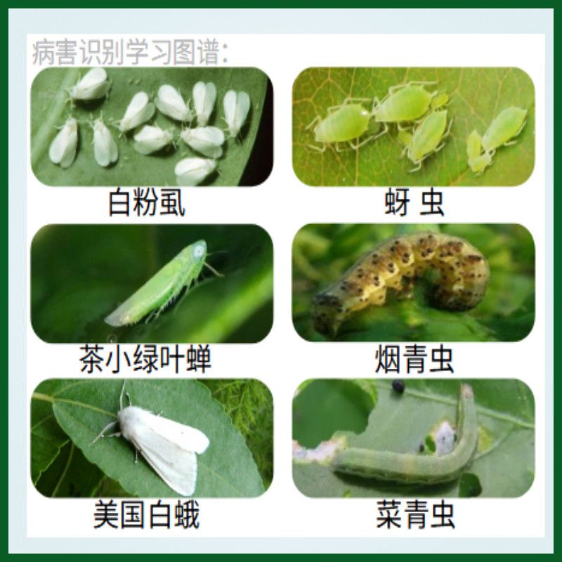 2 苦参碱蚜虫菜青虫白粉虱茶小绿叶蝉有机无公害生物农药杀虫剂 虎窝拼