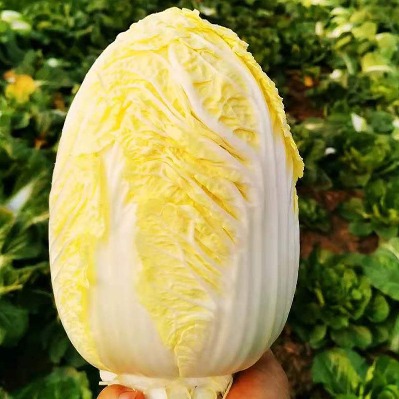 88765-新鲜蔬菜娃娃菜农家自种现砍现发黄心娃娃菜白菜四季大白菜特嫩脆-详情图