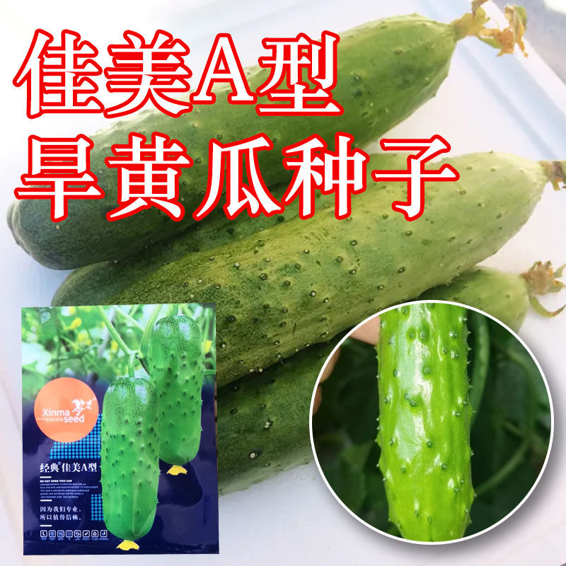 信农鸿运经典佳美a水果黄瓜种子春秋大全四季旱黄瓜种籽