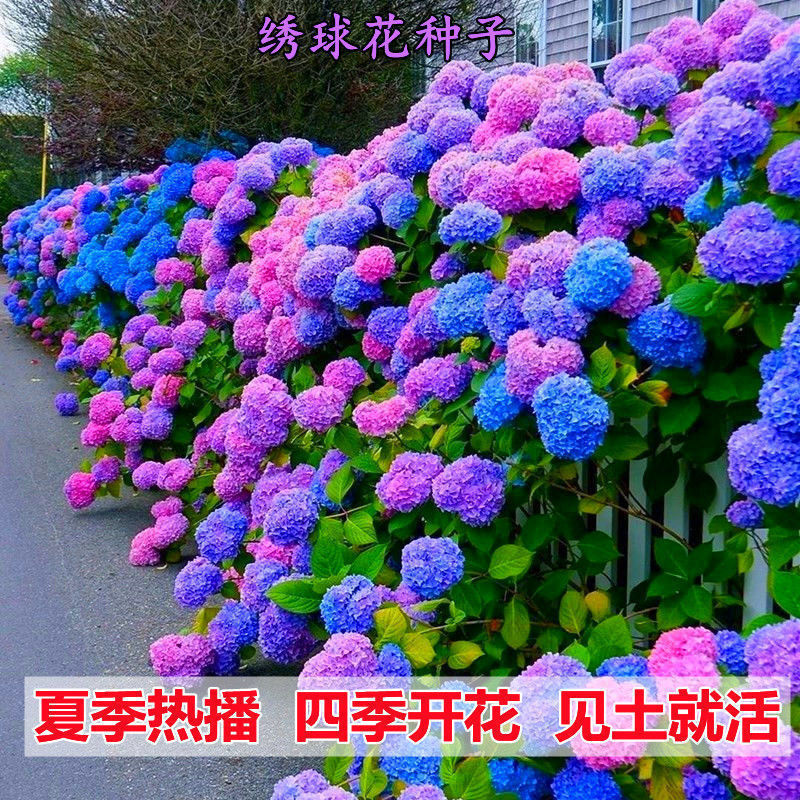 绣球花种子无尽夏绣球花花种籽子多年生花籽易活盆栽庭院四季种植 虎窝拼