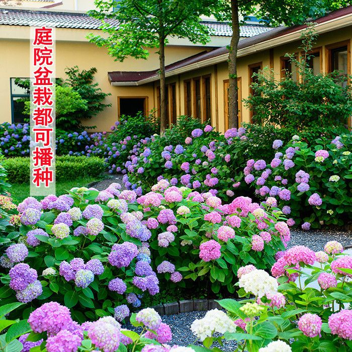 绣球花种子无尽夏绣球花花种籽子多年生花籽易活盆栽庭院四季种植 虎窝拼