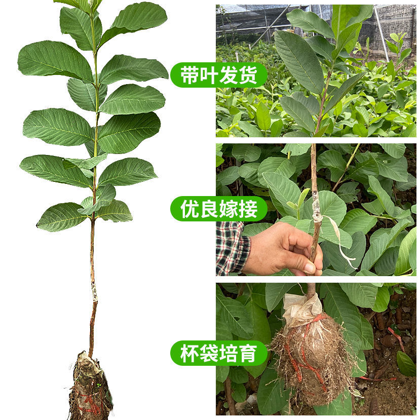 台湾珍珠四季番石榴苗芭乐苗红心番石榴苗红宝石番石榴苗红心无籽