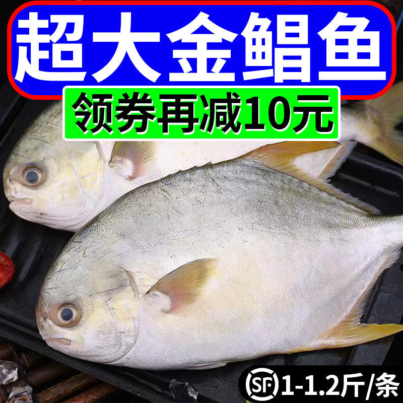 【特大金鲳】新鲜特大号金鲳鱼批发一箱肉鲳鱼平鱼白鲳鱼海鲜水产
