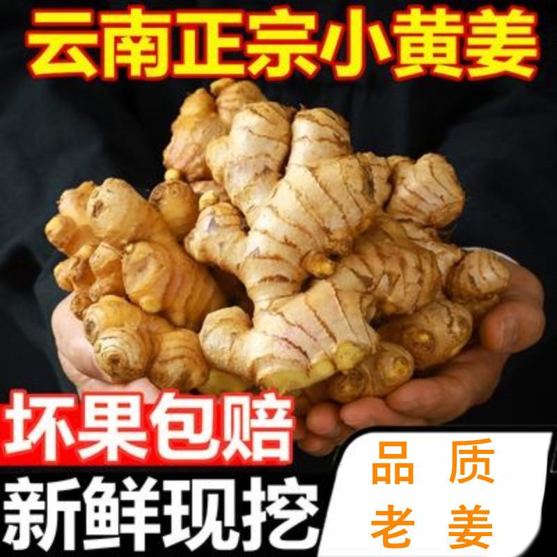 75858-生姜精选云南小黄姜老姜新鲜现挖生姜新姜月子姜老姜新鲜蔬菜嫩姜-详情图