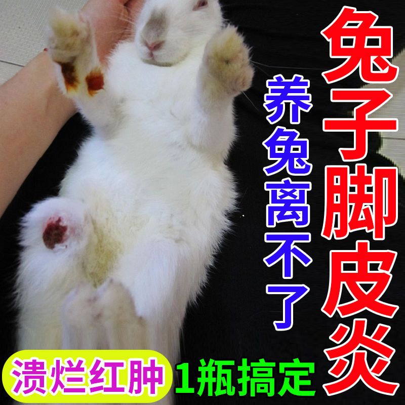兔子脚皮炎烂脚药脚皮发炎溃烂红肿脱毛瘙痒皮炎真菌感染兔子用药