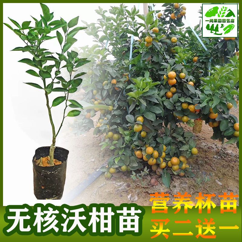 无籽沃柑皇帝柑柑橘苗南北方庭院四季结果新鲜广西发货买二送一