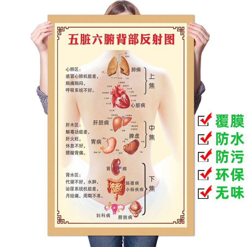 中医养生背诊图五脏六腑挂图背部刮痧人体经络穴位图美容院装饰画