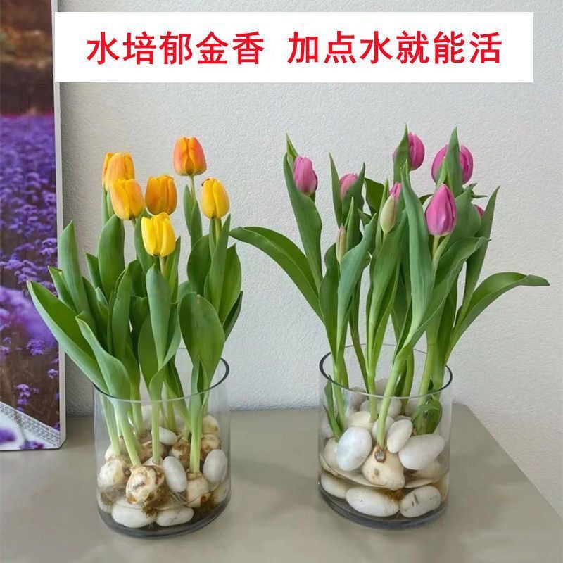 包活 懒人水培郁金香花盆栽花卉室内植物四季进口客厅阳台好养 虎窝拼