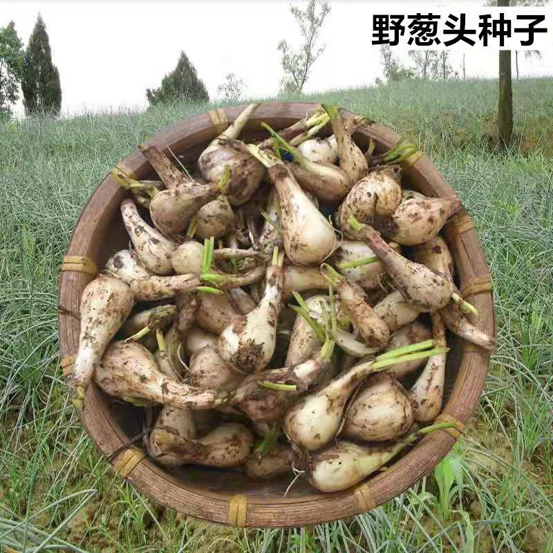 天然农家野葱头种子荞头藠头茭头酸甜荞头野蒜头种四季可种植蔬菜