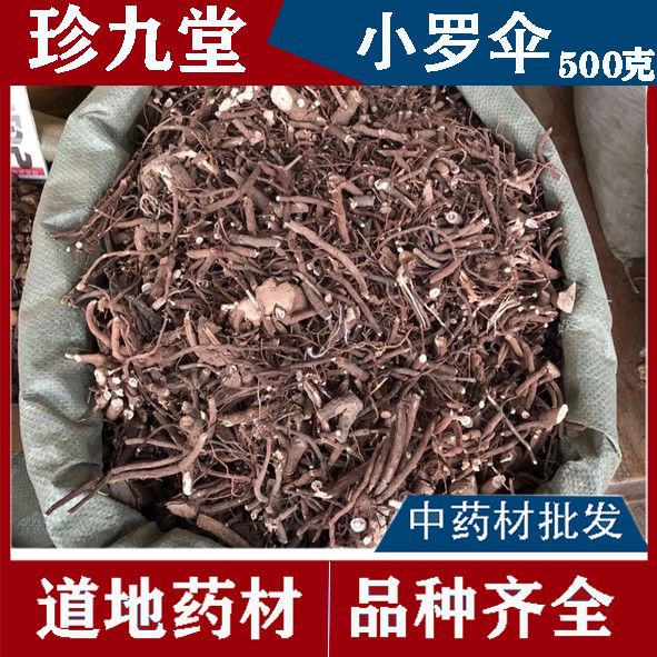 朱砂根中药材小罗伞 血党 珍珠盖凉伞斑叶朱砂根山血丹小凉伞野生