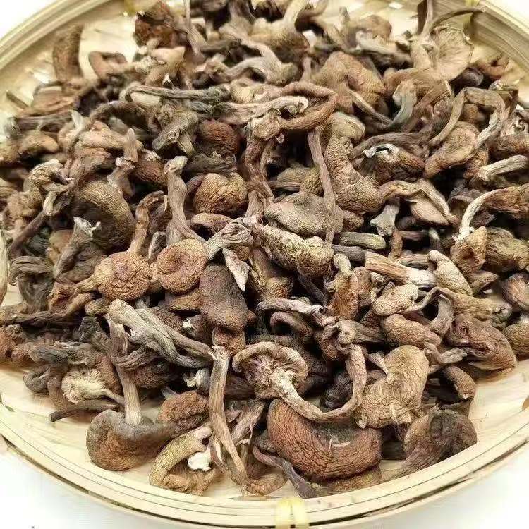 野生榛蘑东北特产蘑菇无根剪脚小鸡炖蘑菇榛蘑丁长白山毛重非净重