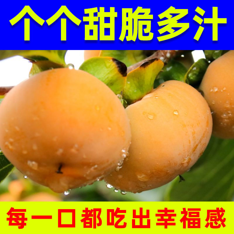 88822-【爆甜】冰糖心脆柿子现摘新鲜水果生吃柿子包邮巧克力甜柿子整箱-详情图