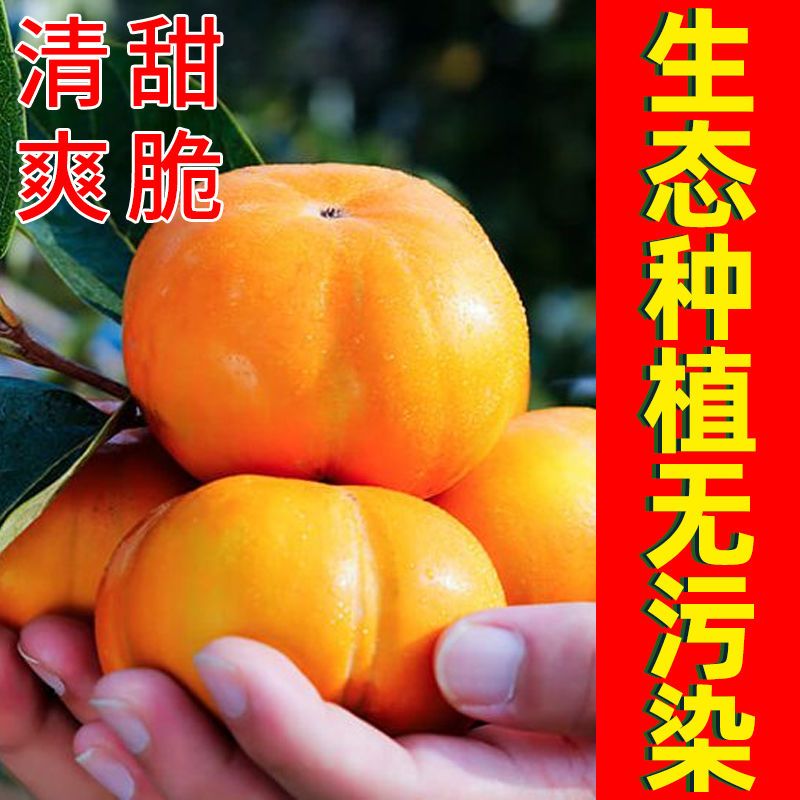 88822-【爆甜】冰糖心脆柿子现摘新鲜水果生吃柿子包邮巧克力甜柿子整箱-详情图