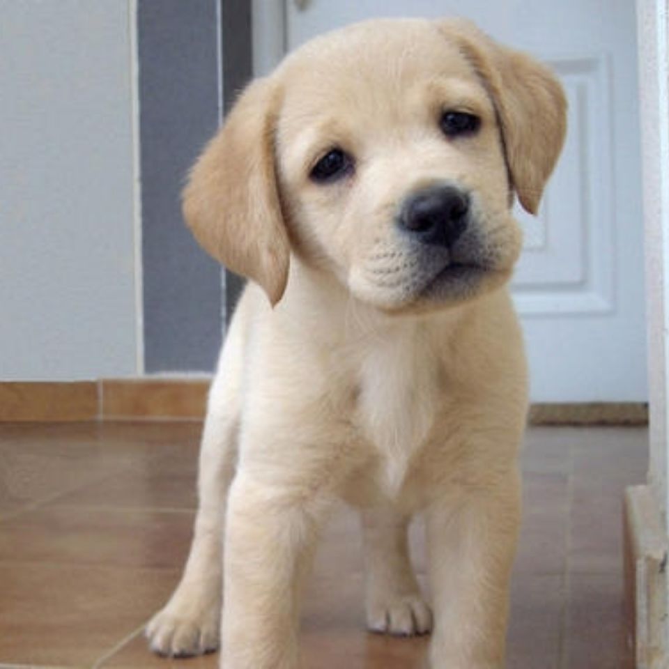 拉布拉多幼犬小狗狗活体导盲犬活物宠物狗宠物犬幼崽黑色白色包邮【3