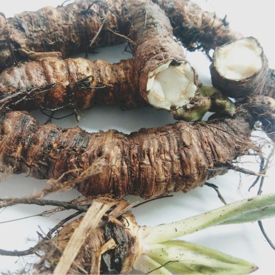 野生岩白菜中药材 贵州苗药新鲜岩百菜中草药材牛耳朵蚂蝗七500克