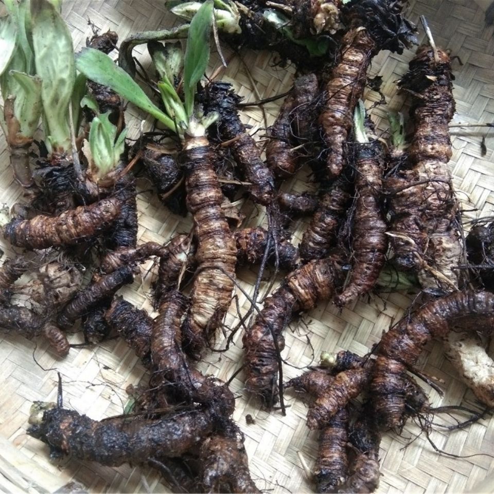 野生岩白菜中药材 贵州苗药新鲜岩百菜中草药材牛耳朵蚂蝗七500克