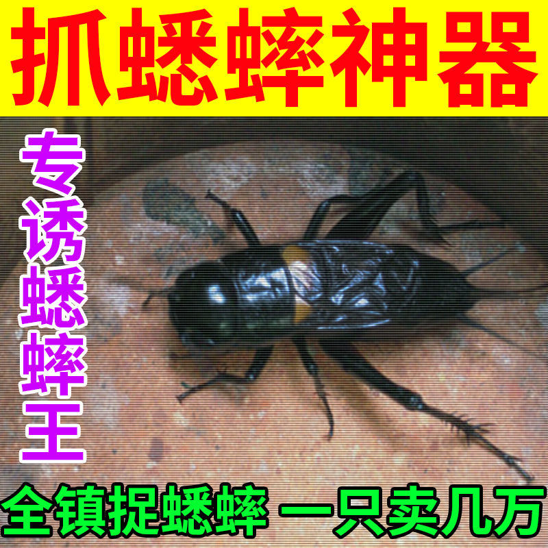 诱蟋蟀【101%成功率】专诱蟋蟀王野外捕捉蟋蟀神器特効诱蟋蟀工具