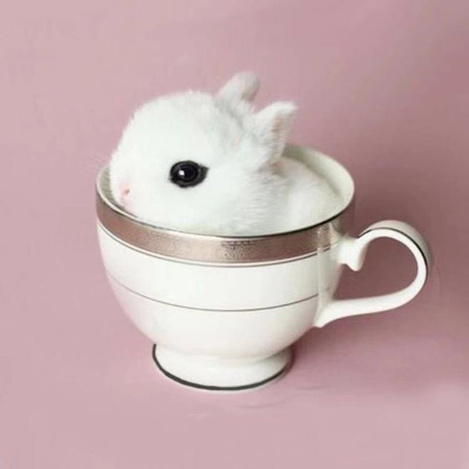 小兔活体小体茶杯兔长不大兔子宠物兔小白兔活物侏儒新疆西藏专链主图5