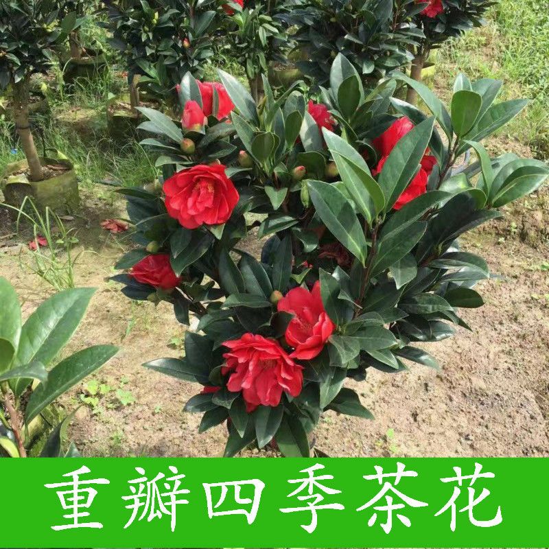 重瓣四季茶花带花苞盆栽四季花卉易养活耐寒绿植七星小璇国色文清