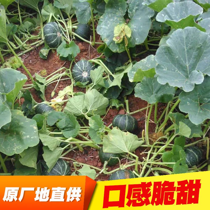 75718-贝贝南瓜新鲜甜糯正宗超甜好吃天然现摘个头饱满批发板栗奶油南瓜-详情图