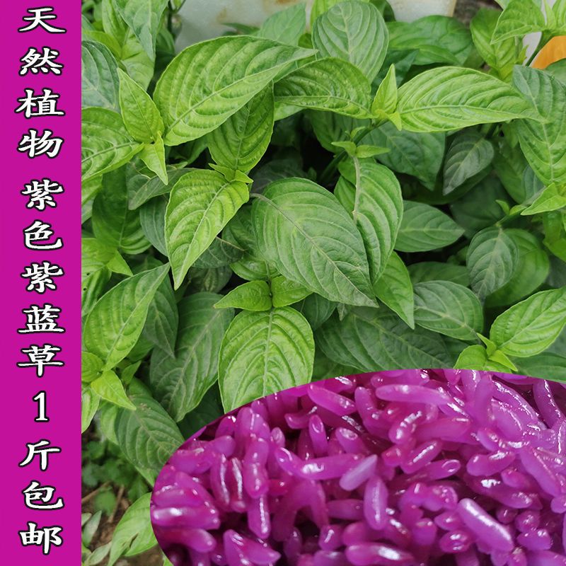2021年新鲜红蓝叶紫蓝草1斤/150g广西五色糯米饭植物染料天然植物
