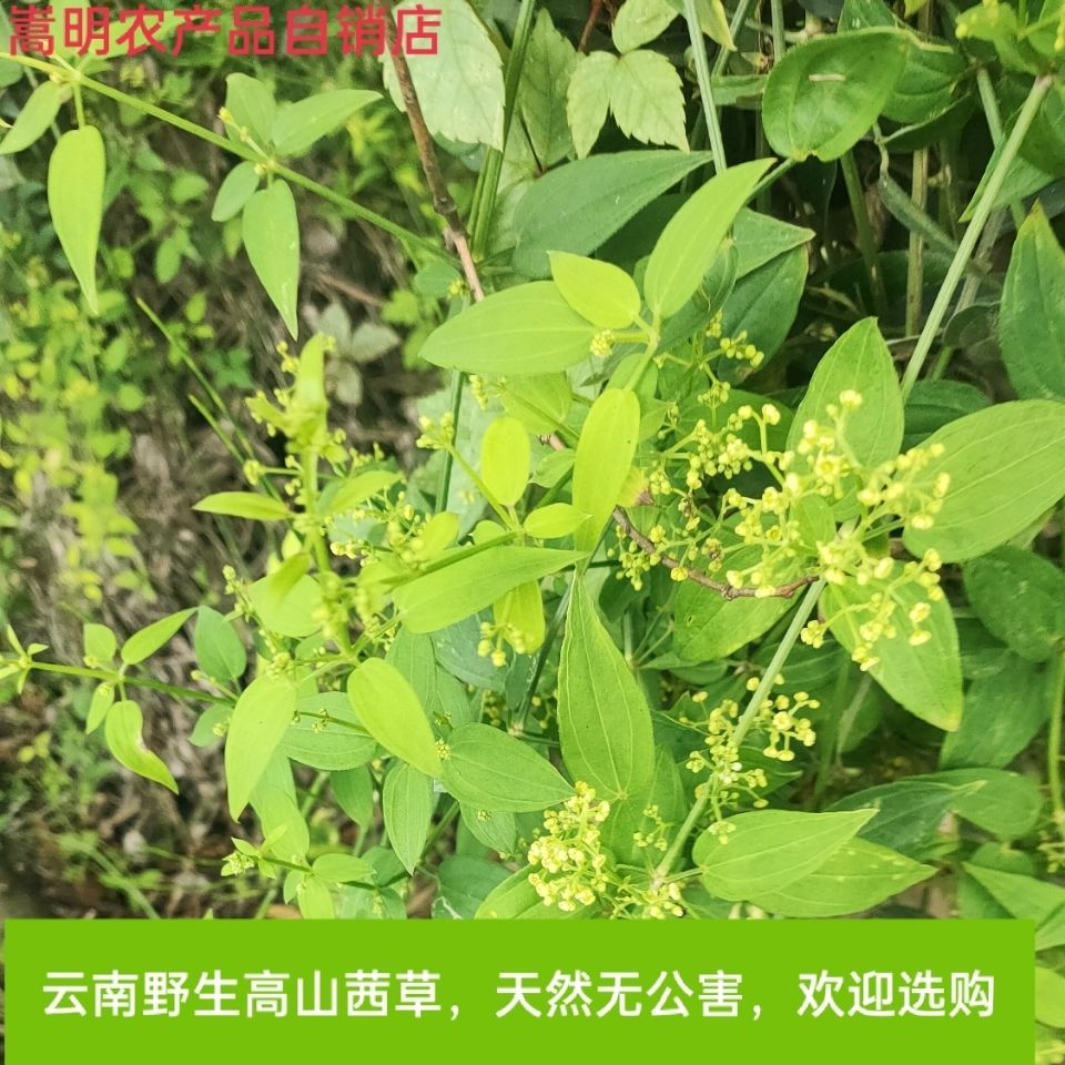 云南野生新鲜茜草根茜草藤叶红根草拉拉秧根入药天然染料500克