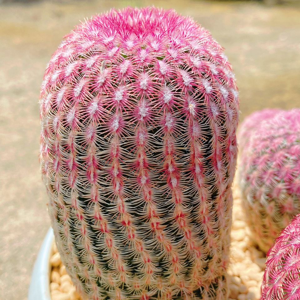 红太阳紫太阳仙人球侧芽无根易养开红花室内多肉植物绿植盆栽 虎窝拼