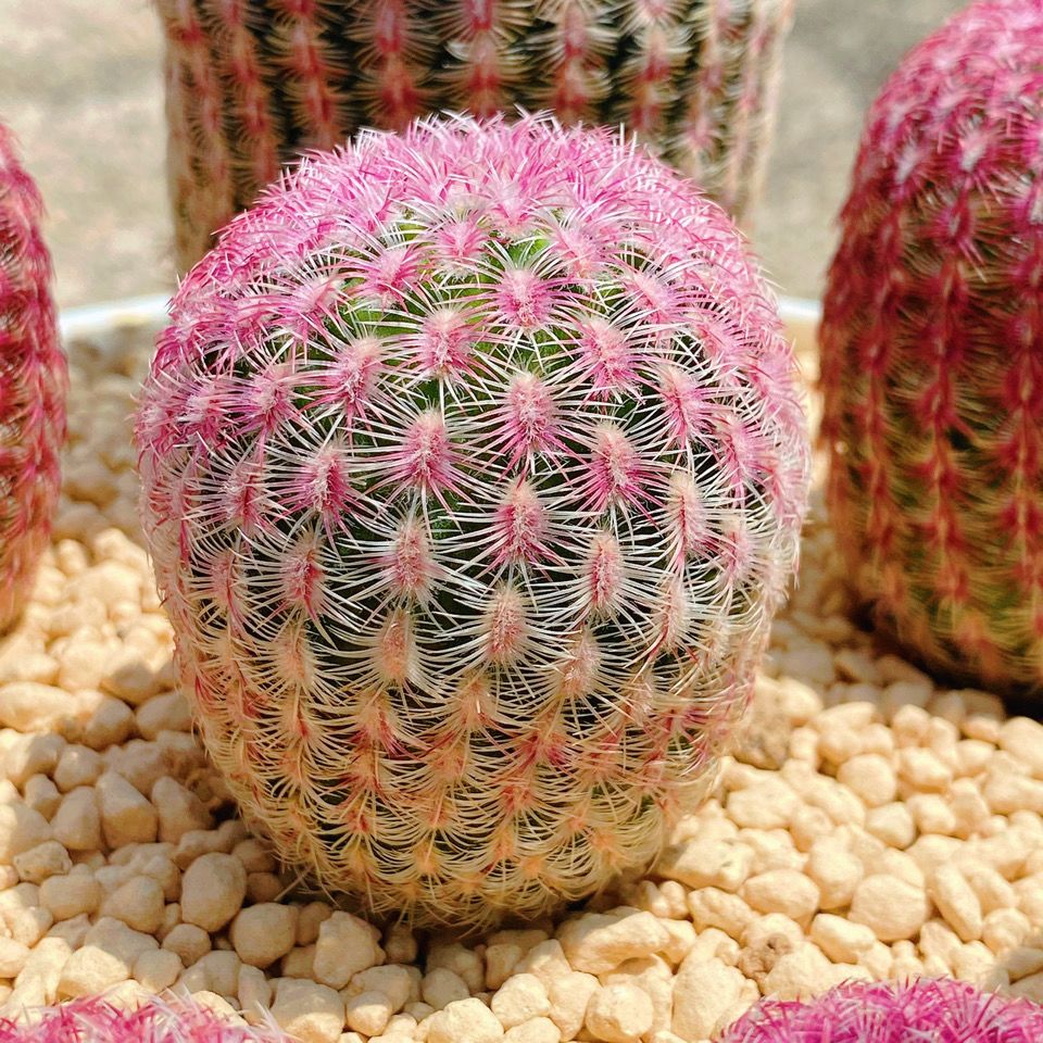 红太阳紫太阳仙人球侧芽无根易养开红花室内多肉植物绿植盆栽 虎窝拼