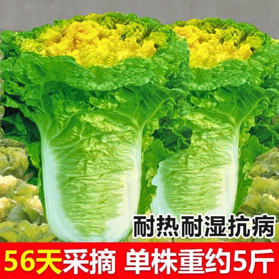 北京小杂56大白菜早熟黄心白菜种春夏秋包心白菜高产抗病蔬菜种子