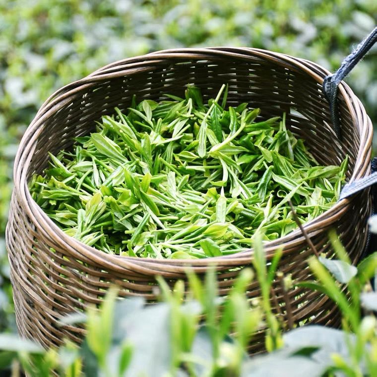 宜良宝洪茶