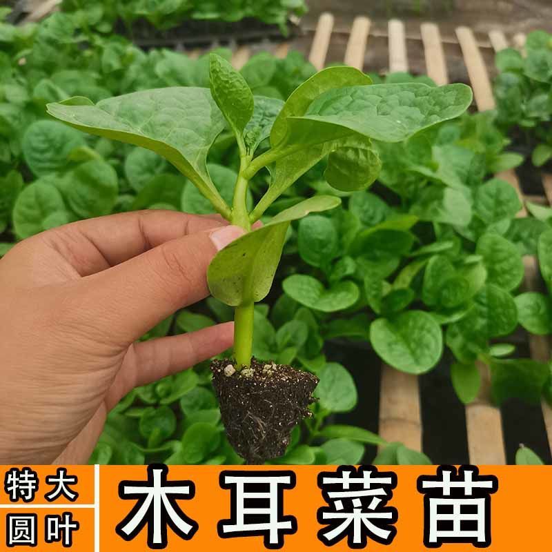 大叶木耳菜苗种子菜苗蔬菜种籽四季菜籽秋春季种籽大全木耳菜种孑