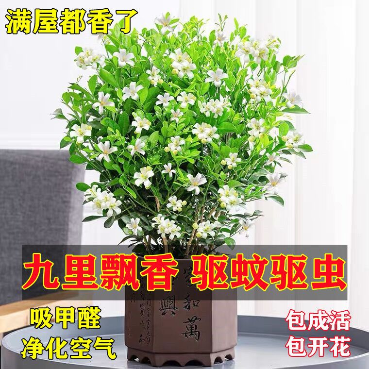 蚊虫克星 九里香花卉盆栽浓香四季开花驱蚊驱虫植物室内阳台 10月13日发完 虎窝拼