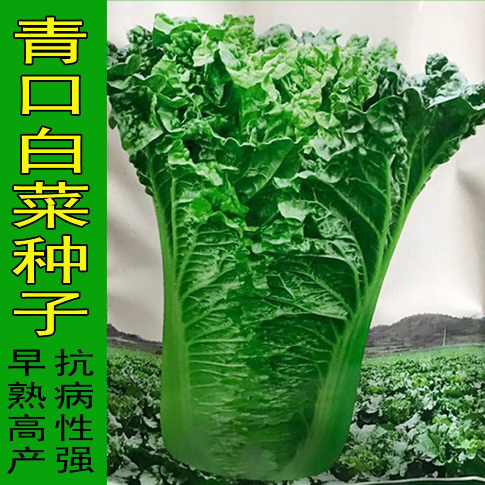 青口白种子青麻叶大白菜绿白菜竹筒白春夏秋四季播农家蔬菜种孑籽