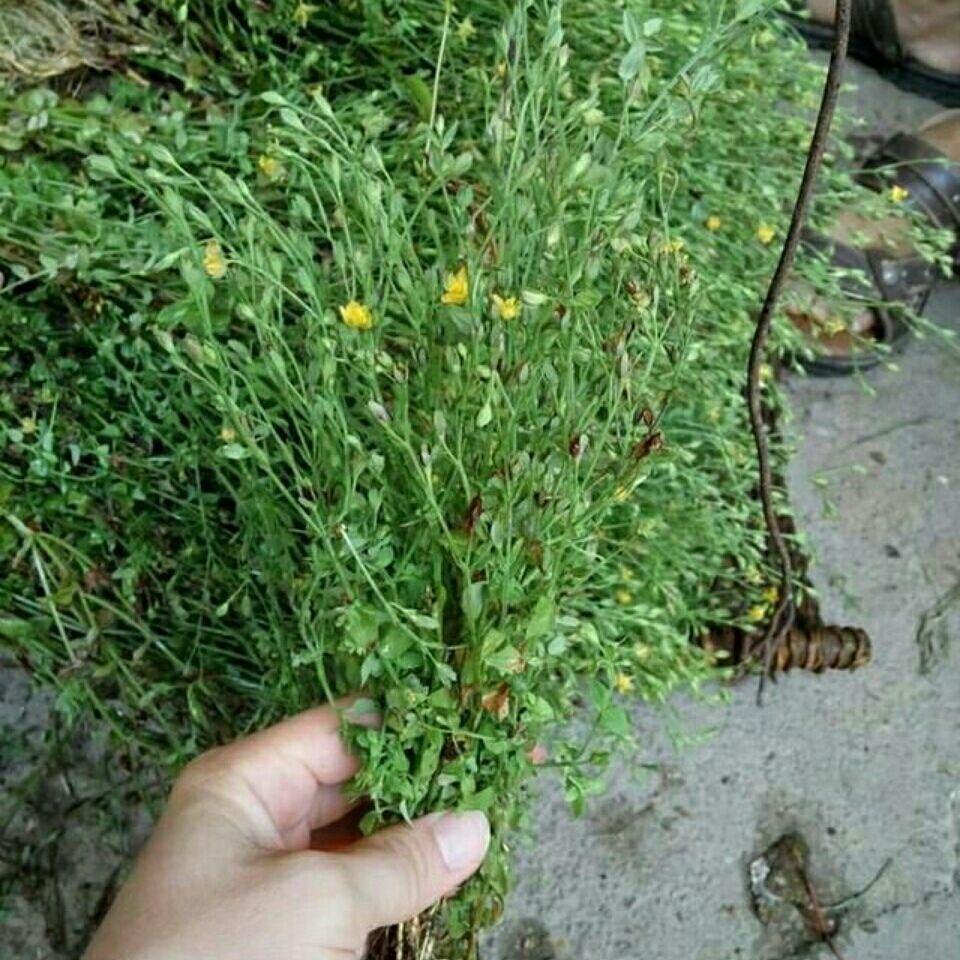 田基黄 地耳草 雀舌草 黄花仔 跌水草 寸金草 干品