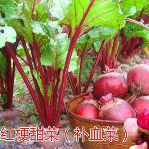 补血菜种子红根蔬菜菜种子 红叶菠菜种子 红梗菜 红根达菜 甜叶菜