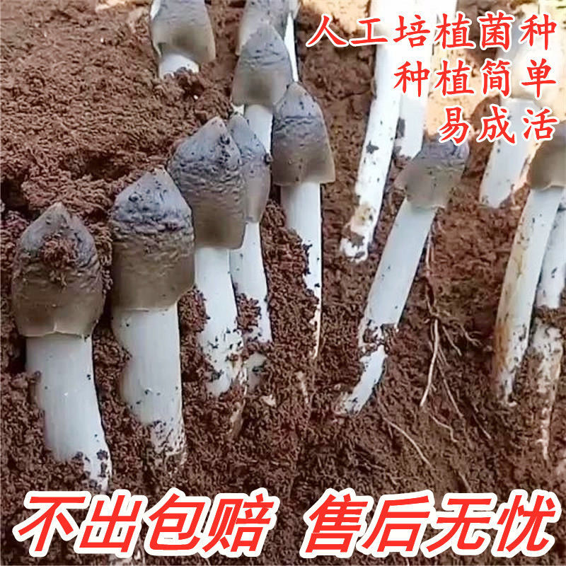 云南特产鸡枞菌菌种三塔菌伞把菌四季新鲜野生正宗人工种植菌菇包