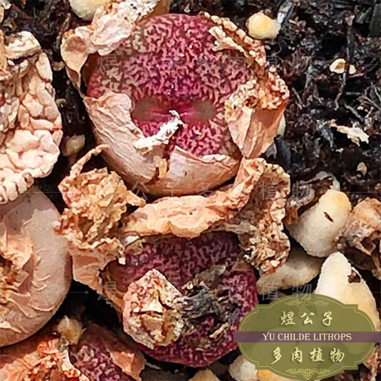 肉锥密纹安贞cr1408 多肉植物1年编号紫色体安珍绿植盆栽 虎窝拼