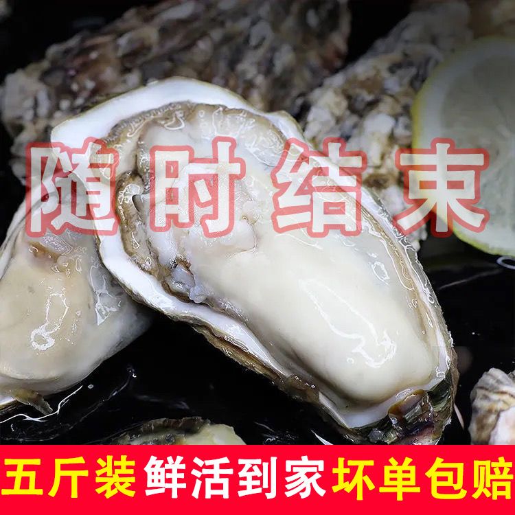 乳山生蚝鲜活10斤新鲜海蛎子5斤特大海鲜牡蛎子贝壳即食水产批发
