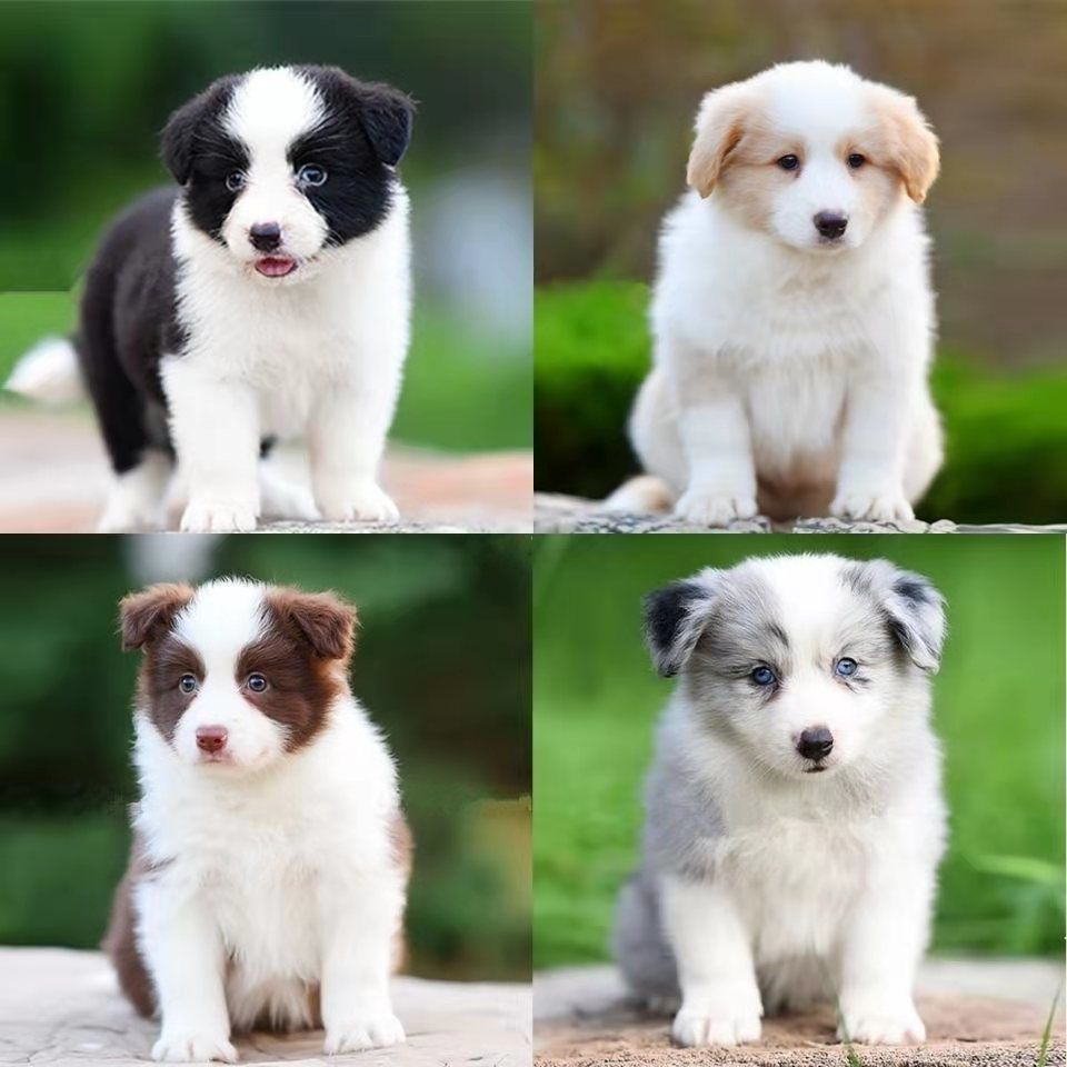 边境牧羊犬幼崽活的陨石边牧幼犬纯种活体大型犬边牧串宠物小狗狗【1