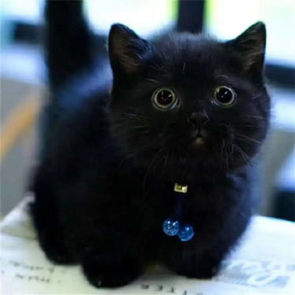 黑猫警长小猫便宜幼崽活体活的聪明镇宅猫咪黑色猫猫网红猫宠物猫【3