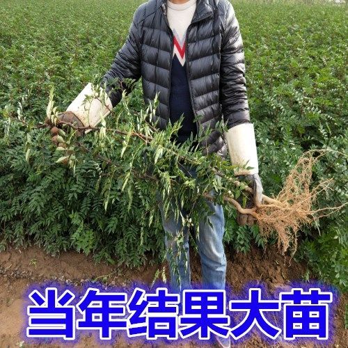 (100棵)花椒树苗大红袍狮子头花椒树高产 少刺包邮花椒树苗包邮