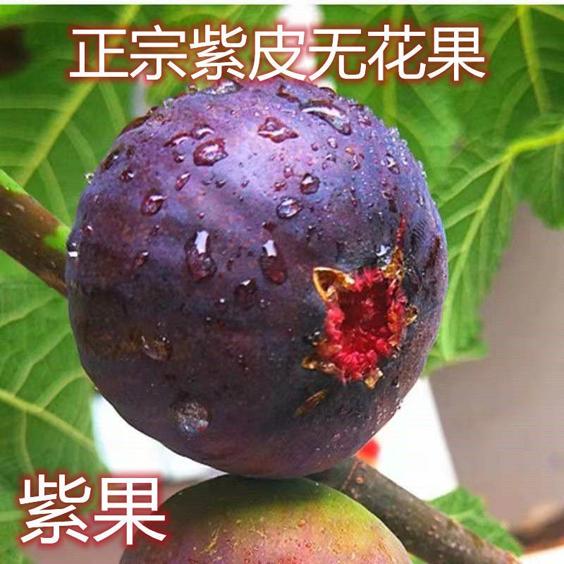 无花果树苗日本紫果波姬红青皮无花果盆栽 南方北方种植 当年结果