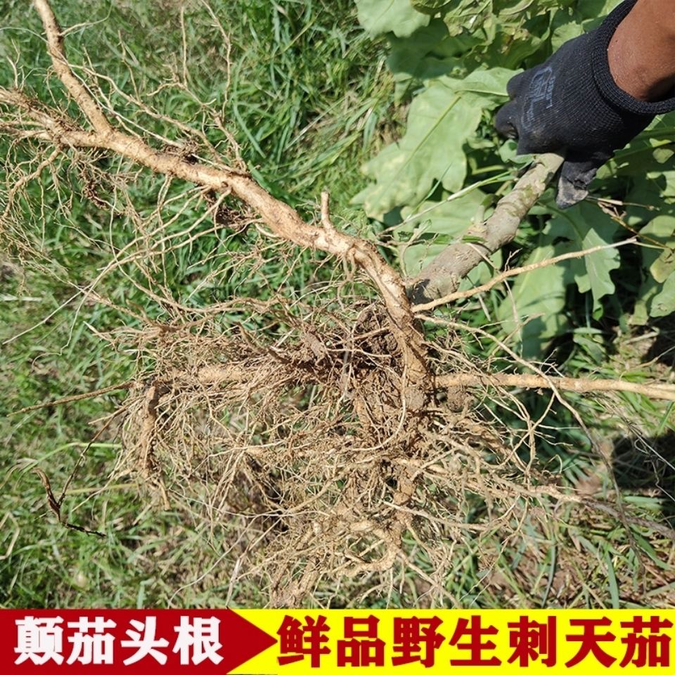 广东农家现挖野生刺天茄根苦天茄根苦新鲜颠茄根黄果茄根野茄