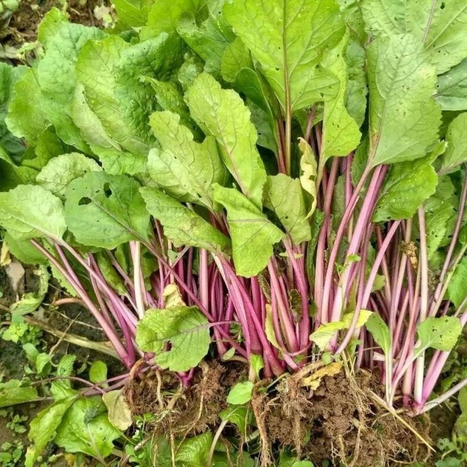 红菜苔苗子菜心苗子红菜苔苗菜苗秋季蔬菜苗农家阳台