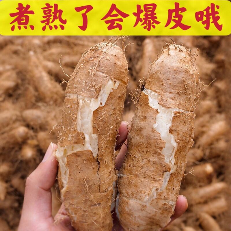 75645-广东毛薯甜薯猪仔薯农家新鲜现挖田薯火苕薯脚板薯粉糯自种山药-详情图