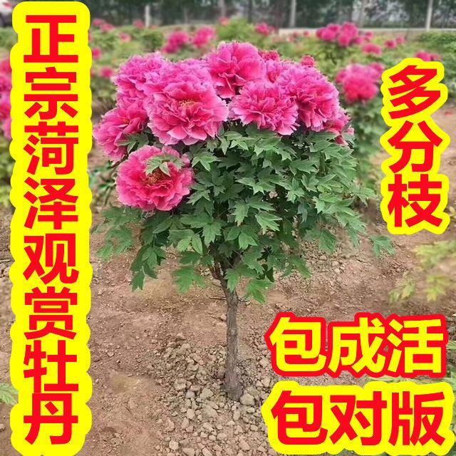 菏泽观赏牡丹花苗 大红色大花型牡丹 木本花卉
