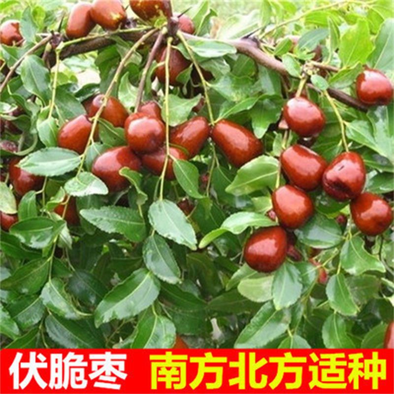 伏脆蜜枣树苗 脆甜枣子树苗  嫁接枣子苗当年结果 脆蜜大枣果树苗